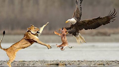 Evil Eagles Hunt In Leopard Territory What Happens Next?