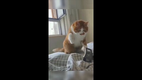 Meow Ments of Mayhem, funny cat moments