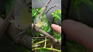 African Flower Praying Mantis (Pseudocreobotra wahlbergii)GeoNews Planet 🌍