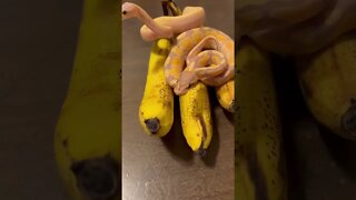 Snakes Like OLD Bananas? 🐍🍌