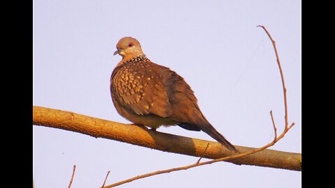 The Spotted Dove (Spilopelia chinensis): A Gentle Presence in Nature