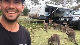 The word is out: Kangaroos LOVE caravans!