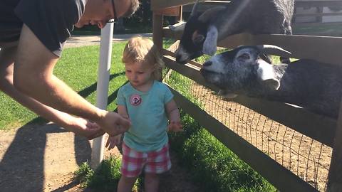 Adorable Baby Girl Feeds Farm Animals