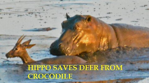 Life Saving | HIPPO SAVES DEER FROM CROCODILE | @Wirally