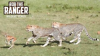 Cheetah Cubs Practice Taking Down Prey | Maasai Mara Safari | Zebra Plains