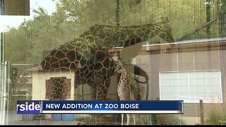 New Giraffe Arrives at Zoo Boise