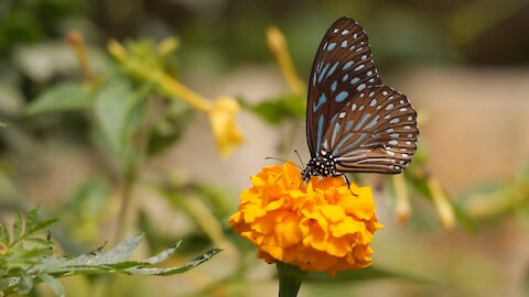 Butterfly Feeding on Flower Nectar - Video Clip