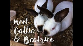Meet Our Californian Rabbits!