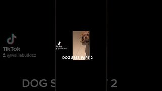 dog sees 2