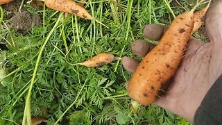 GIANT Carrots!!!