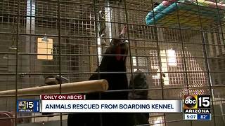 Animals rescued from boarding kennel in Phoenix