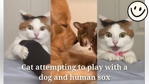 Adorable cat attempting to play with a dog and human sox.