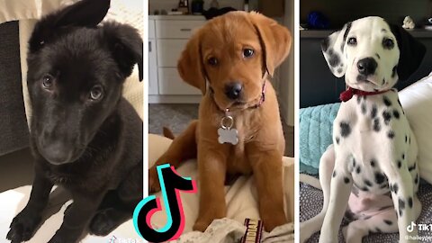 Dogs Doing Funny Things Tik Tok ~ Cutest Puppies TIKTOK Compilation ~ 2020