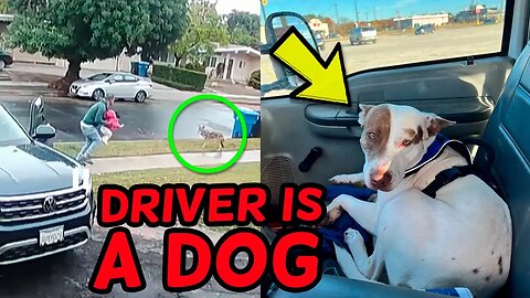 WEIRD STORIES! Reckless driver IS DOG, MOM Puts Girl in CONCERETE, Dad Saves Daughter From Coyote