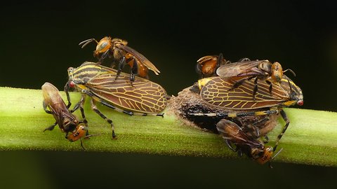 Stingless bees tend to treehoppers for honeydew