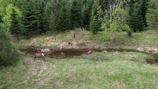 Magnificent Elk before calving