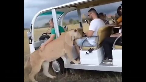 Friendly Lioness climb on tourist Van shock everyone