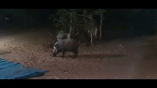 Bushpig and Porcupine sharing dinner