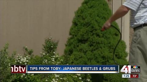 Tips from Toby: Japanese beetles & grubs