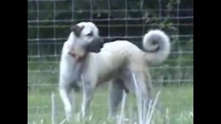ARIE THE KANGAL DOG LOVES WATER