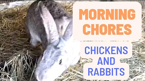 Morning Chores With Rabbits and Chickens on the Homestead | Sovereign Provisions Homestead