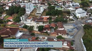 Febre Amarela: Vacinação em Teófilo Otoni após Macacos serem Encontrados Mortos.