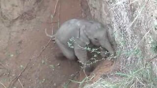 インドで穴から救出される赤ちゃんゾウ