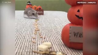 Hamster está no caminho certo para o dia das bruxas!