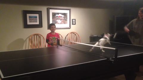 The Ping Pong Cat!