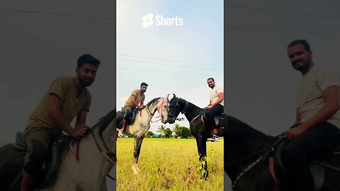 Rani and Babloo Playing in the Fields. #horseriding #justbangalorethings 😍