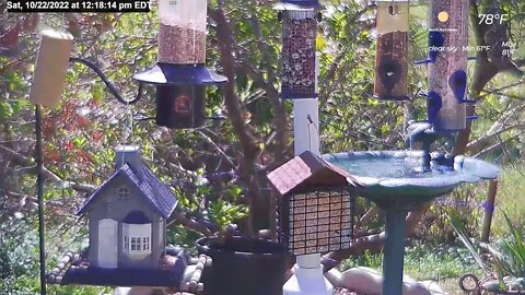 Florida Bird Feeder Live Camera HD