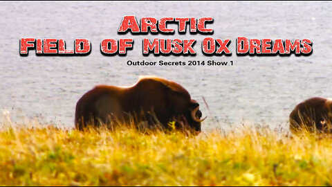 Arctic Musk Ox Part 1