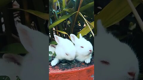Lovely Cute Rabbits- Bunnies- #shorts