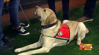 A Group of Dogs Sniffing for Science!