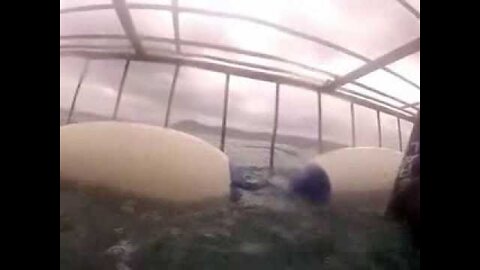 shark attacks man in a cage