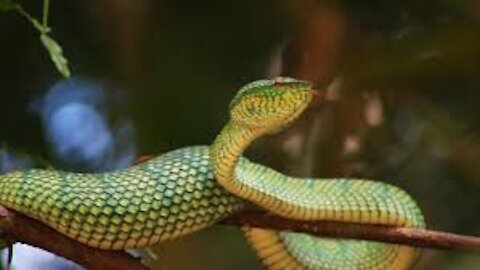 World Biggest Snake in amazon jungle