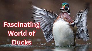 Fascinating World of Ducks