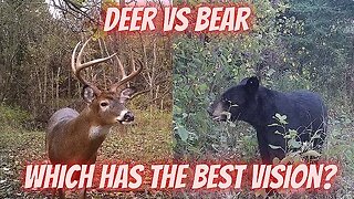 Bear VS deer eyes | Which has better vision?