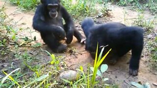Chimpanzees see turtle for the first time!