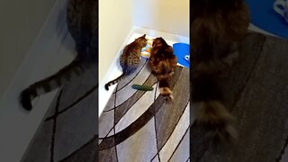 Cats Don't Care About Cucumber