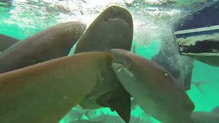 This Diver Gets Caught In The Middle Of Shark Feeding Frenzy