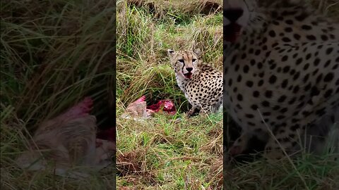 Cheetah Chewing A Gazelle #shorts | #ShortsAfrica