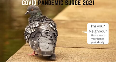 Message from BIRDS to Humans - Covid Pandemic Surge