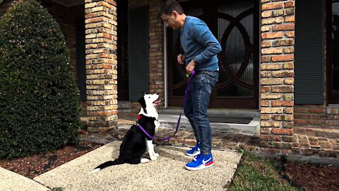 The MOST REALISTIC Leash Dog Training Lesson EVER!