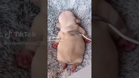 This Little Puppy Sound Asleep Will Make You Cuteness Overload!