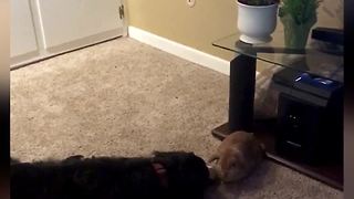 Bernese Mountain Dog plays with pet bunny rabbit