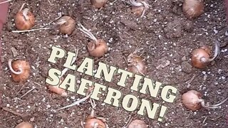 Planting Saffron Bulbs