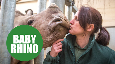 Animal keepers hand rearing a baby rhino which needed round the clock care