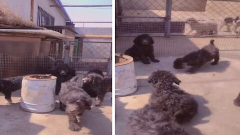 Cute Gigantic Fluffy Poodle Dogs
