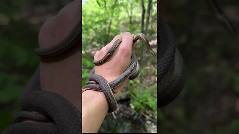 FINDING 40 SNAKES IN ONE DAY PT 2! #animal #snakes #herping